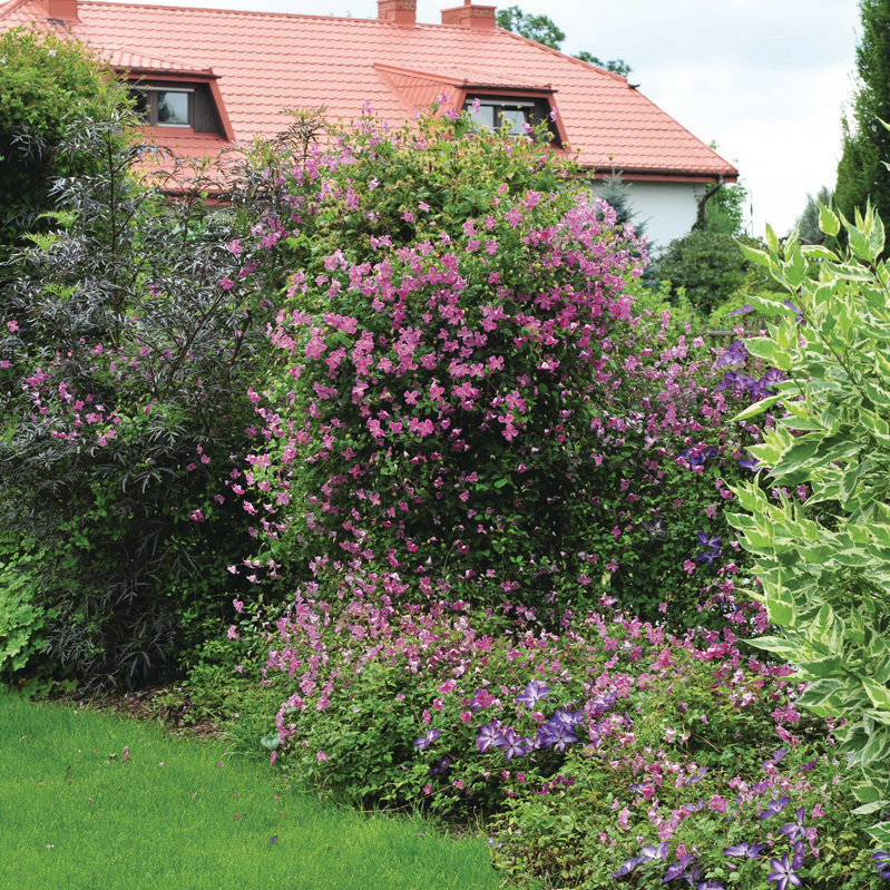 Pink Mink Pink Mink Clematis in use.