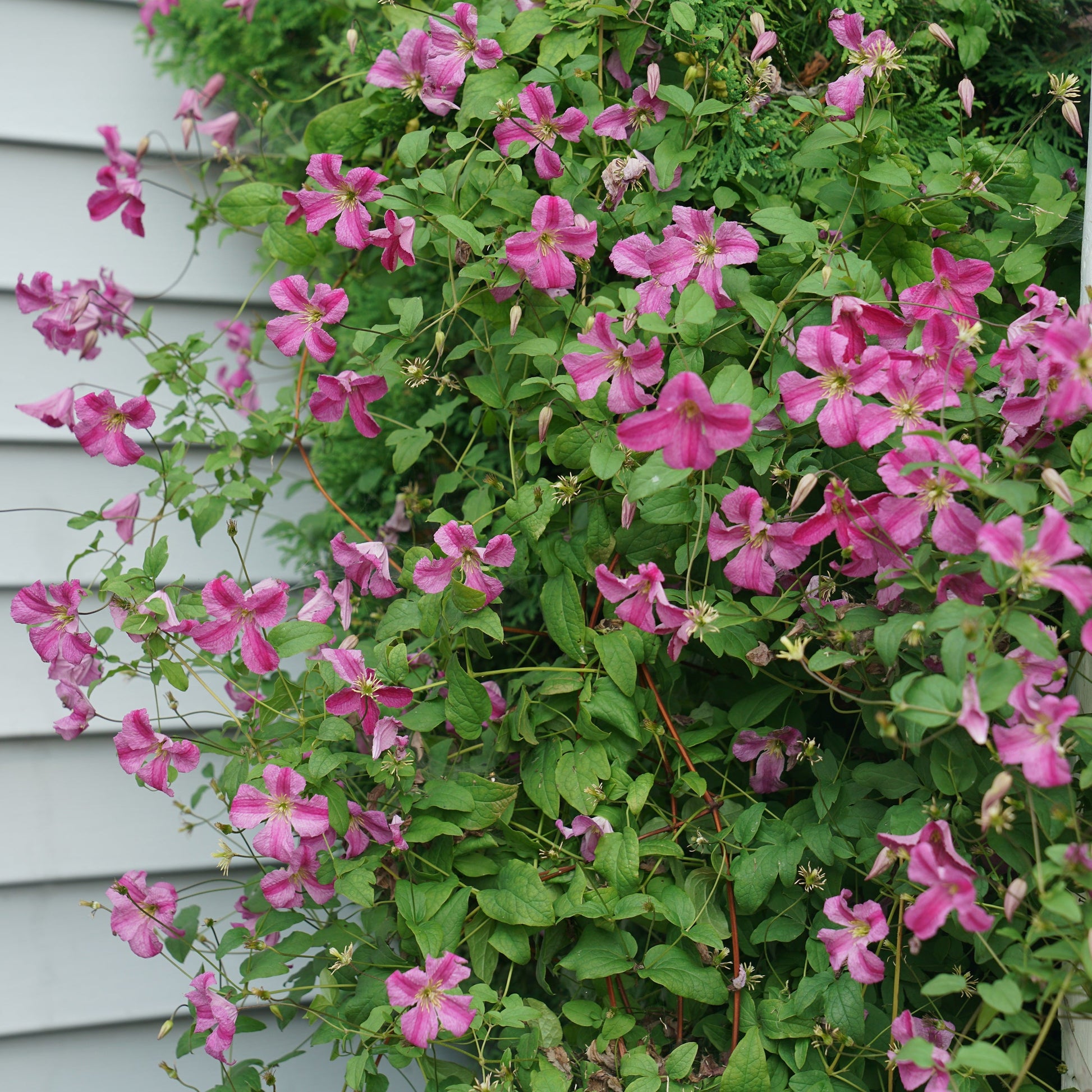 Pink Mink Clematis in use.