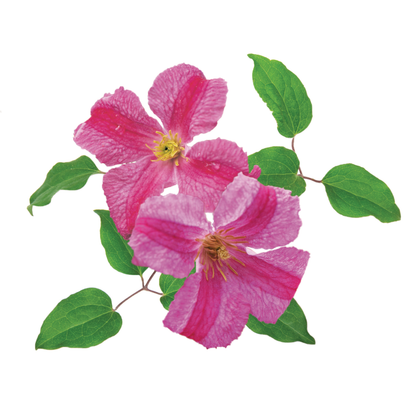 Pink Mink® Clematis