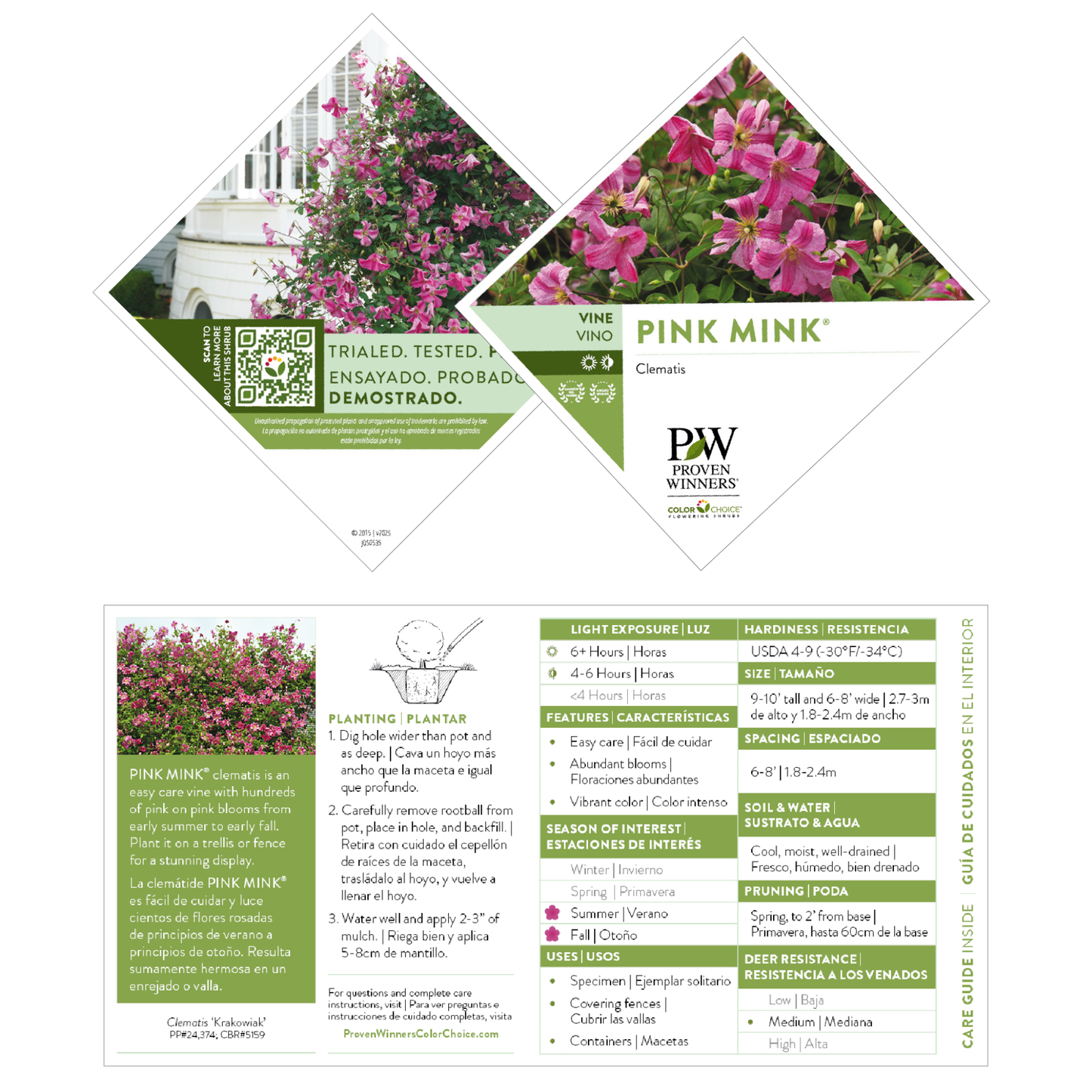 Pink Mink® Clematis