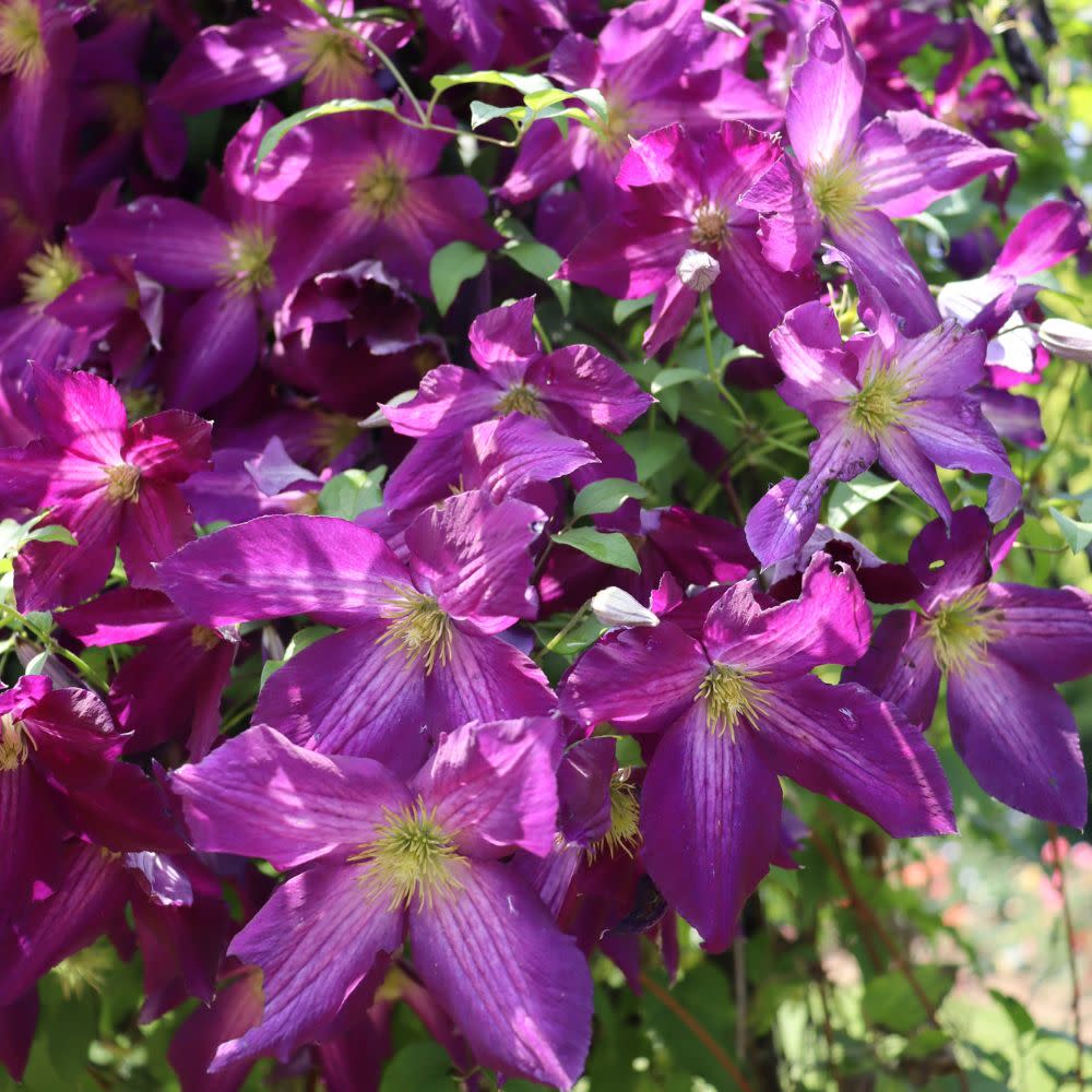 Happy Jack® Purple Clematis (Clematis x)