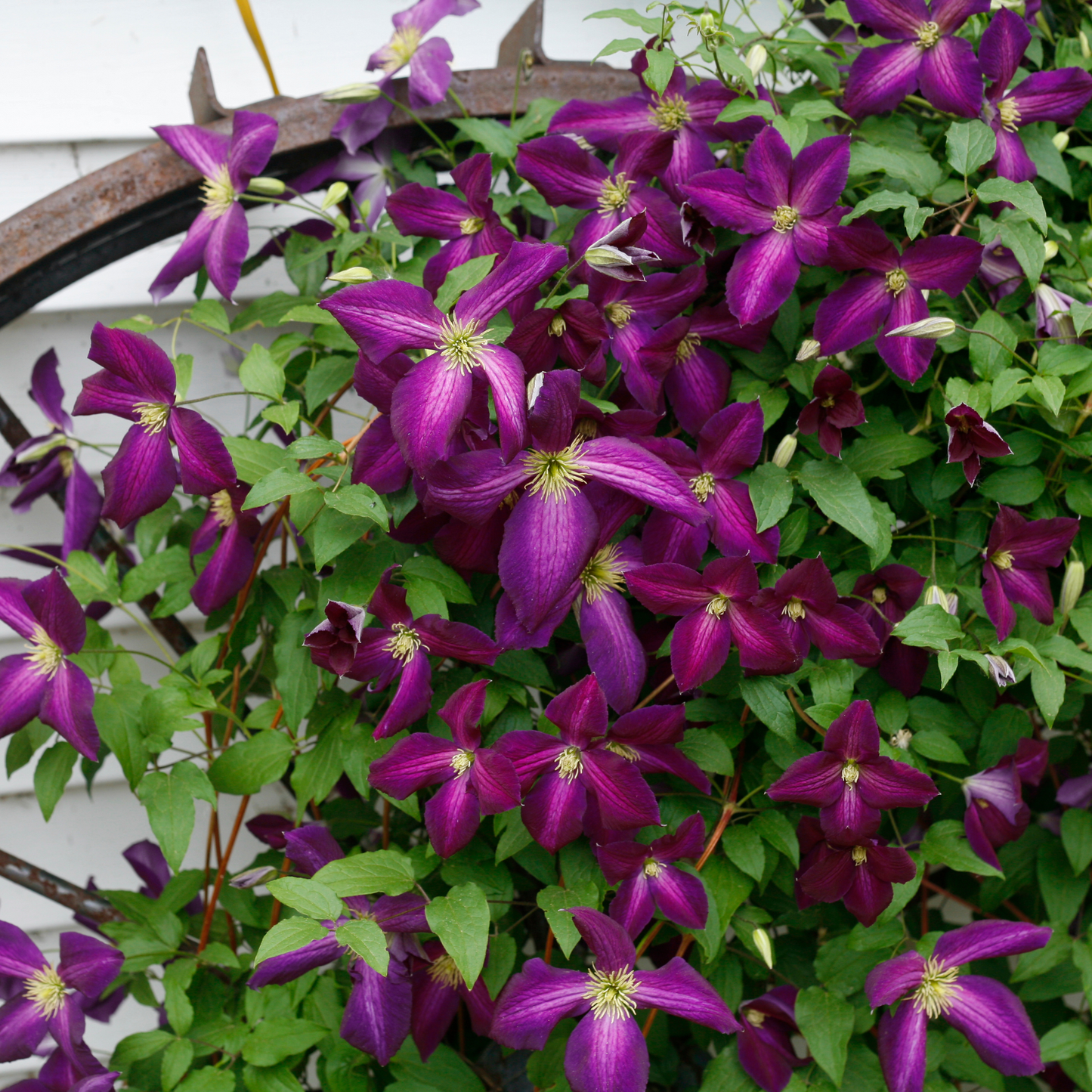 Happy Jack® Purple Clematis