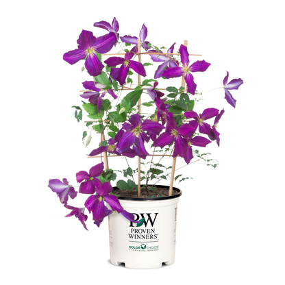 Happy Jack® Purple Clematis