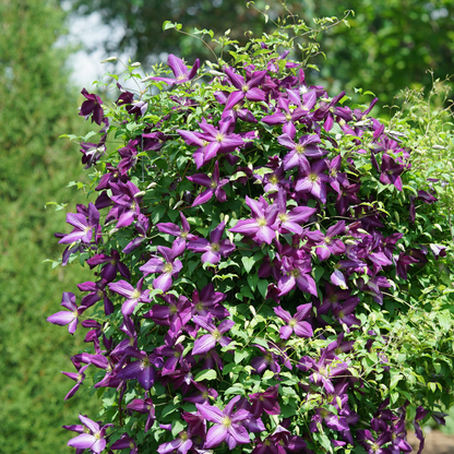 Happy Jack® Purple Clematis