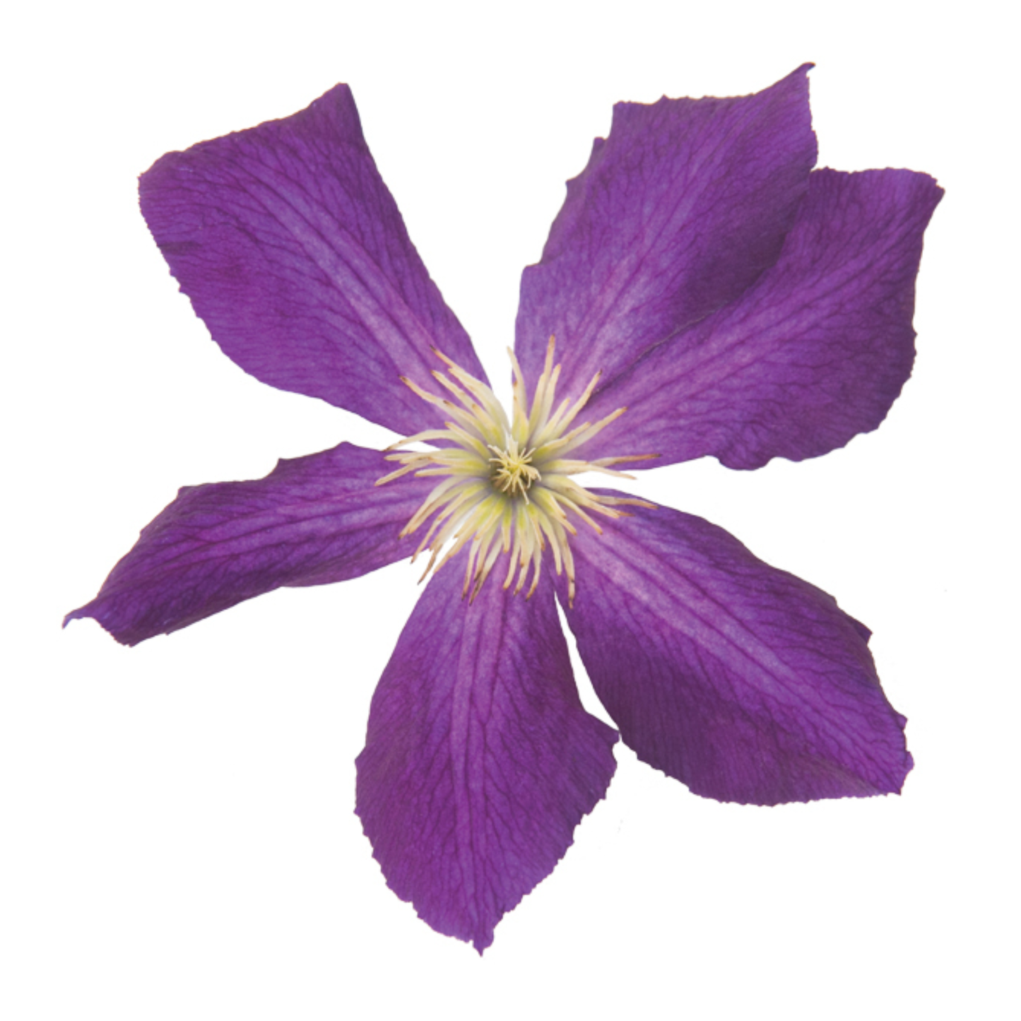 Happy Jack® Purple Clematis