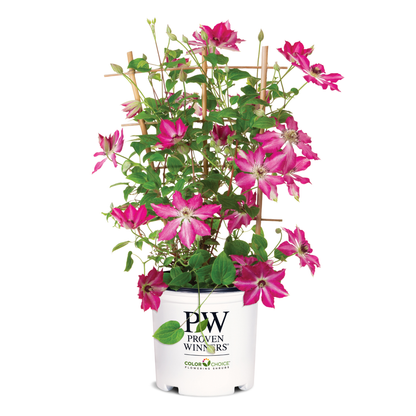 'Viva Polonia' Clematis