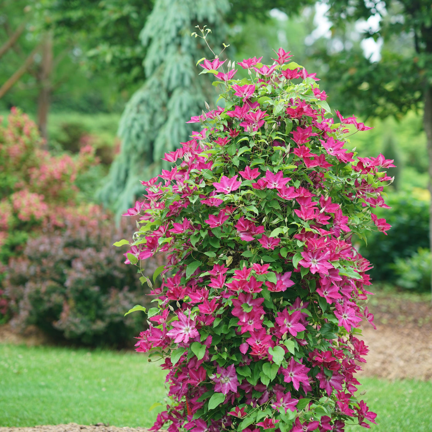 'Viva Polonia' Clematis