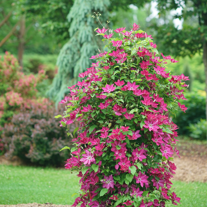 'Viva Polonia' Clematis
