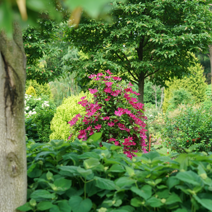 'Viva Polonia' Clematis