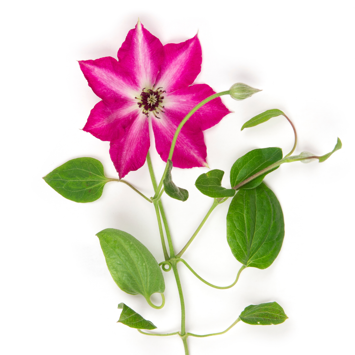 'Viva Polonia' Clematis