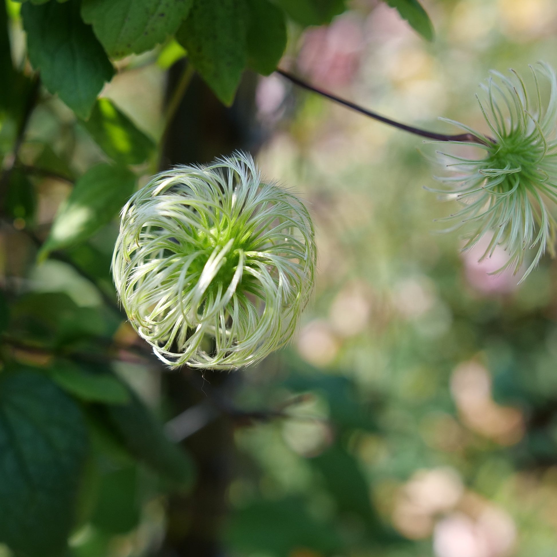 Funyella Clematis up close.