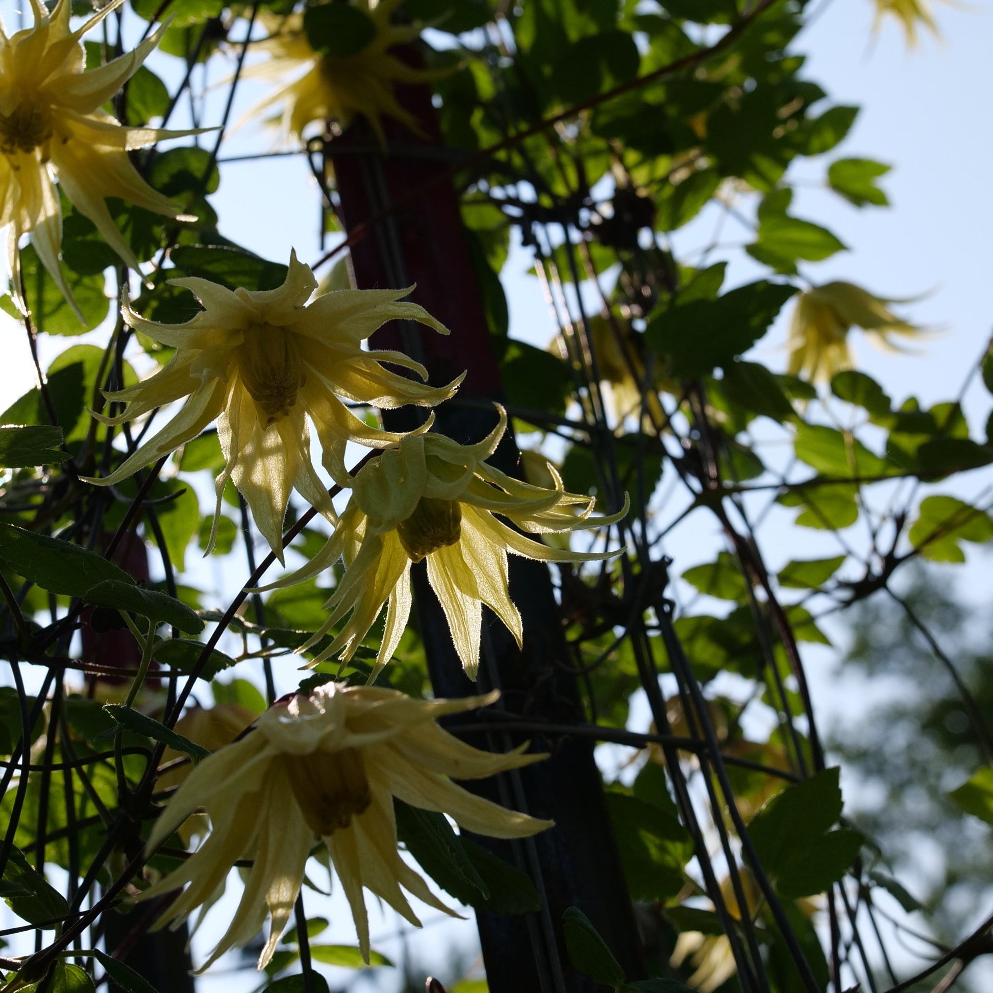 Funyella Clematis up close.