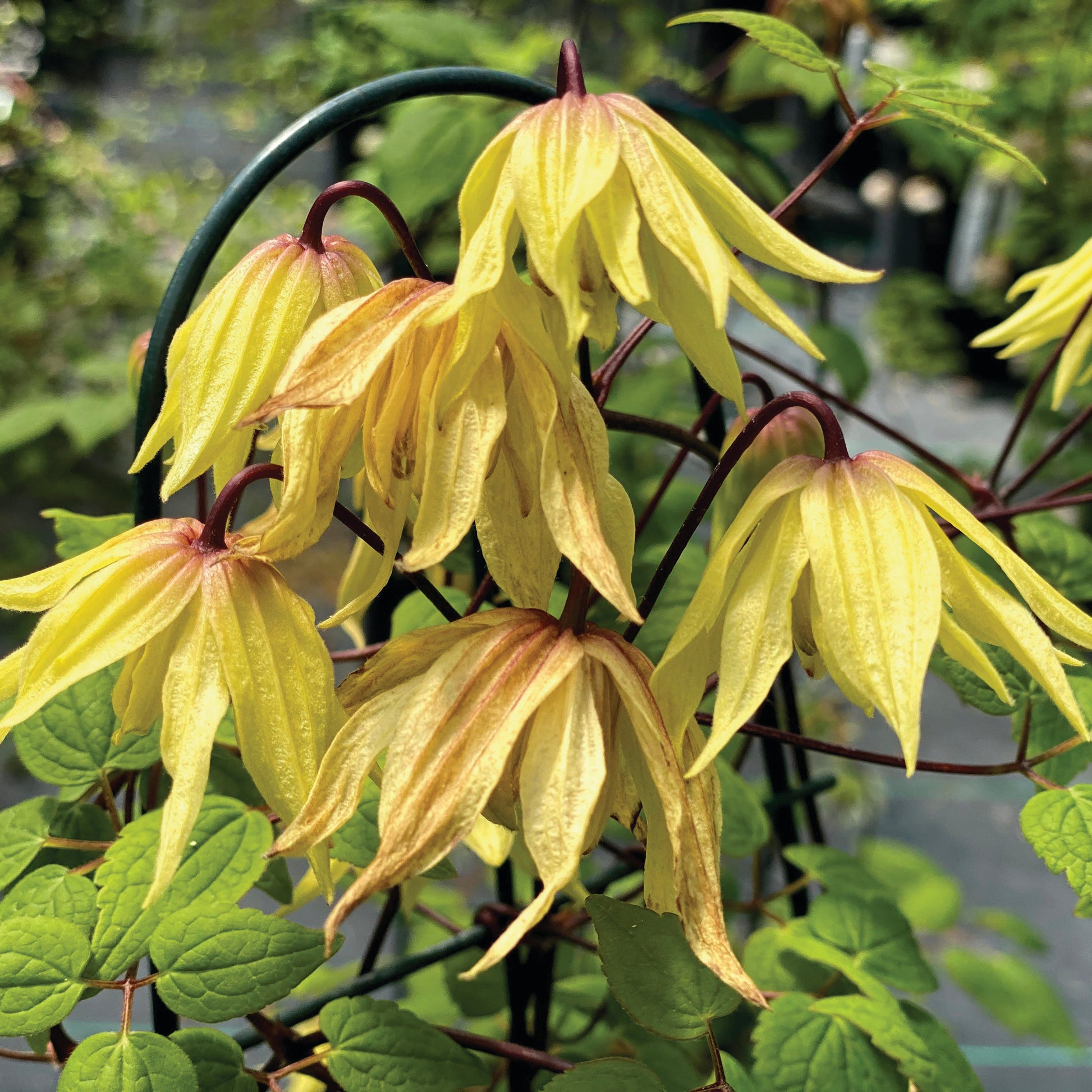 Funyella Clematis up close.