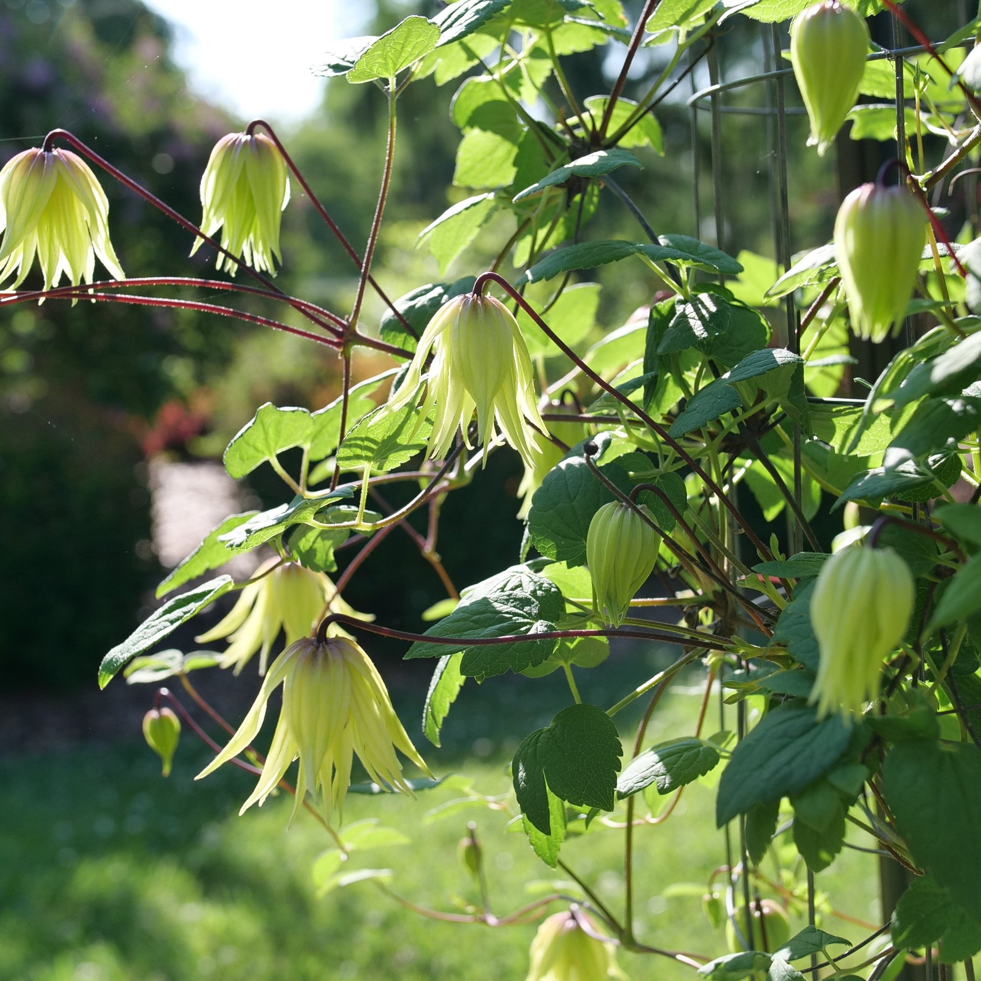 Funyella Clematis in focus.