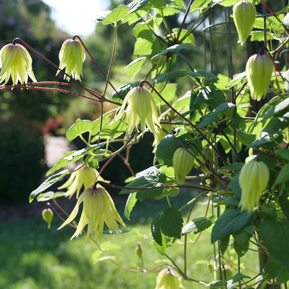 Funyella Clematis in focus.