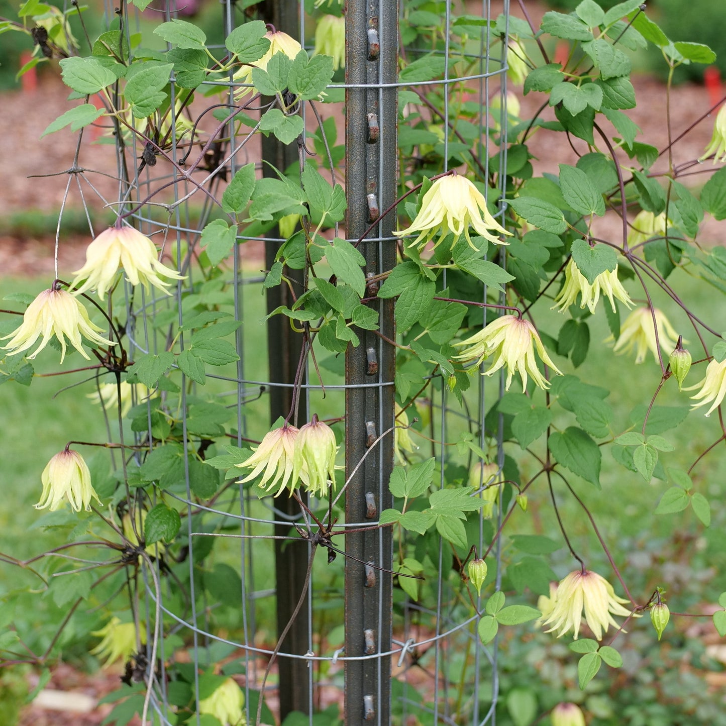 Funyella Clematis in use.