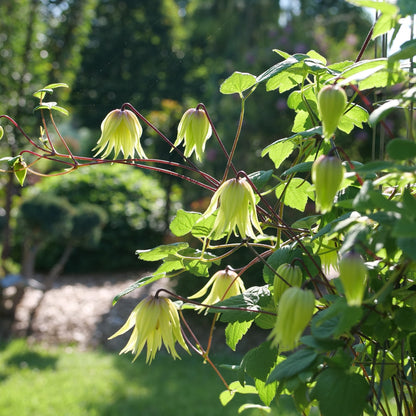 Funyella Clematis in use.