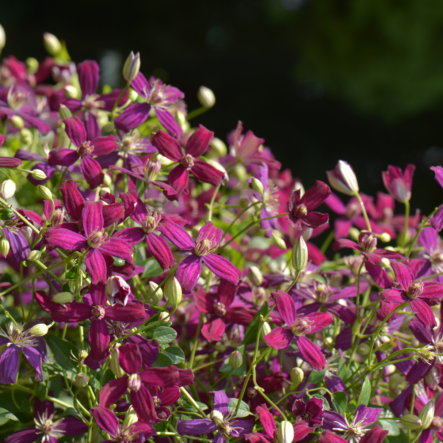 'Sweet Summer Love' Clematis