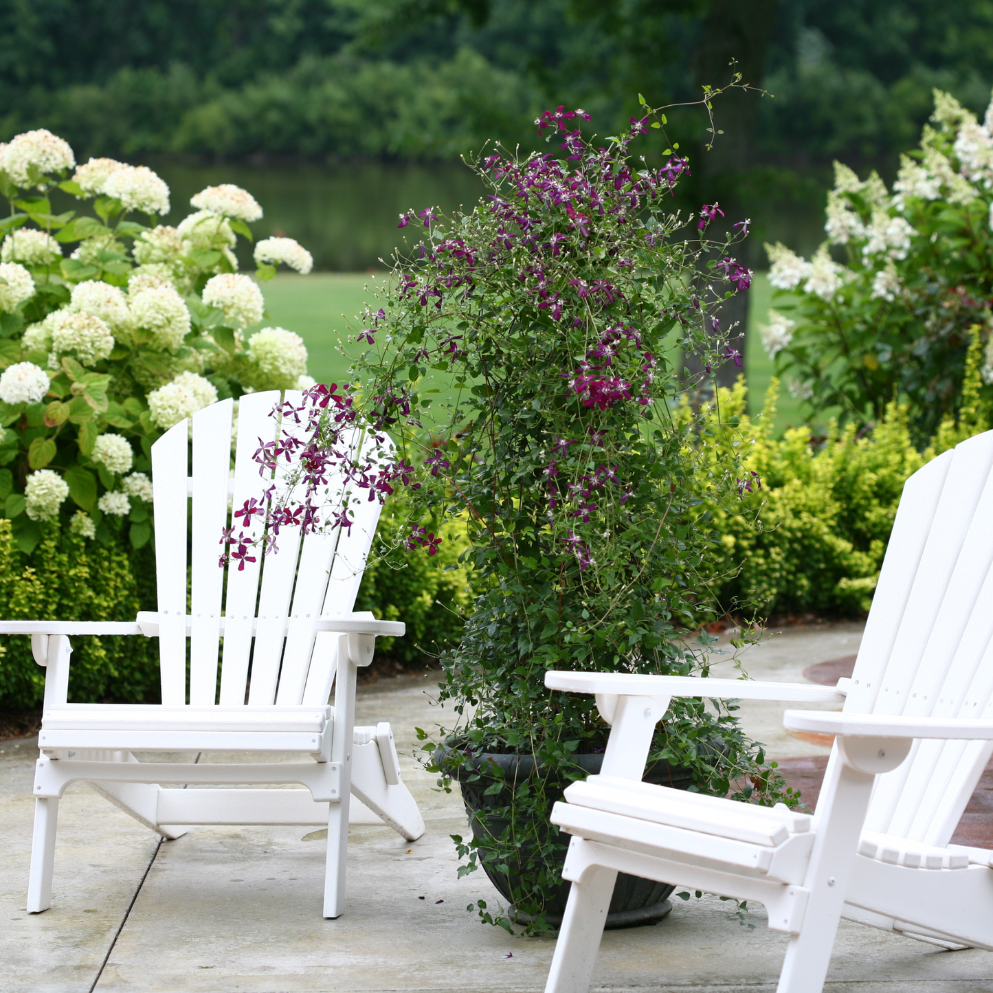 'Sweet Summer Love' Clematis