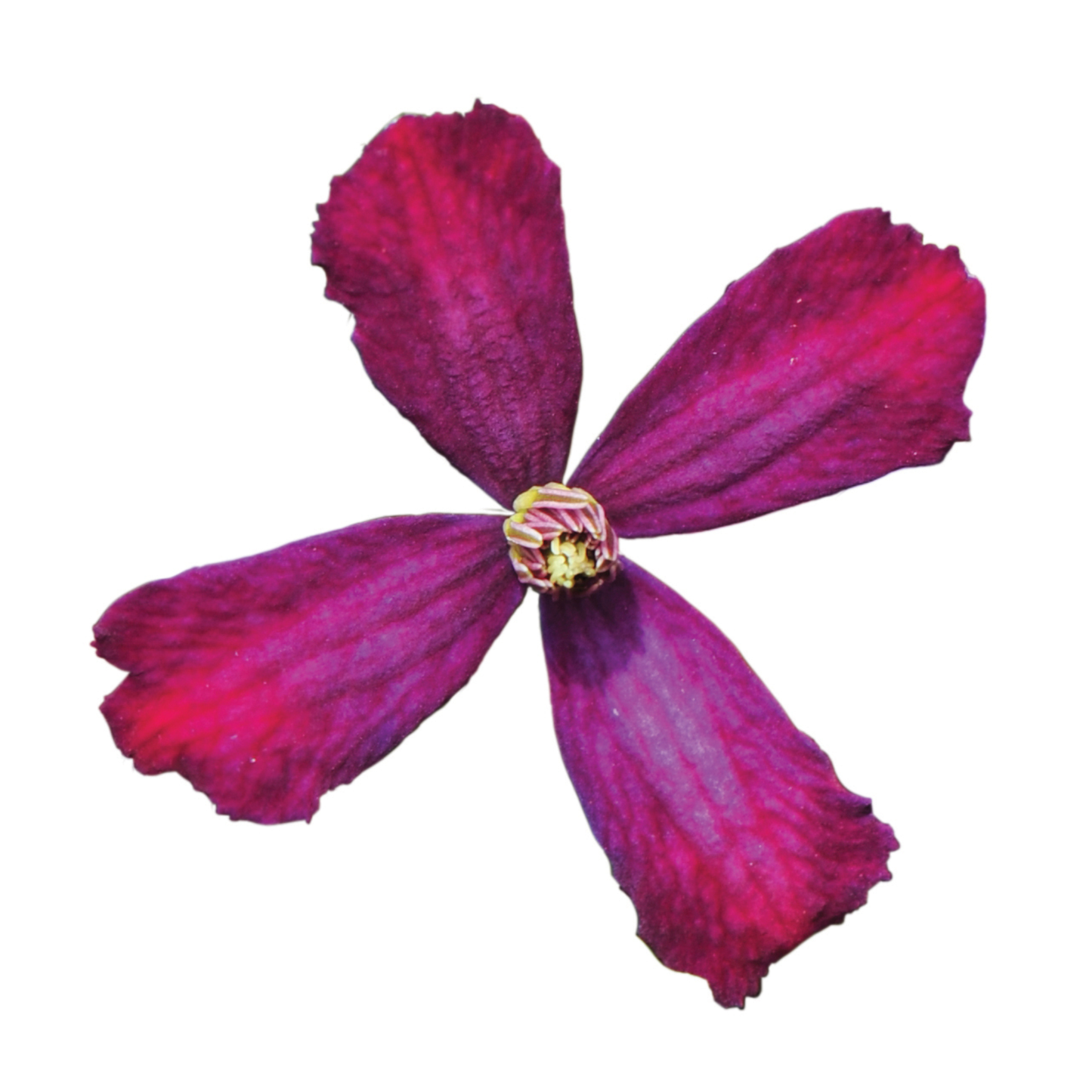'Sweet Summer Love' Clematis