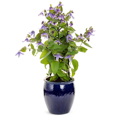 'Stand by Me Lavender' Bush Clematis (Clematis hybrid)