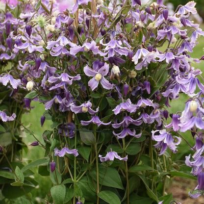'Stand by Me Lavender' Bush Clematis in use.