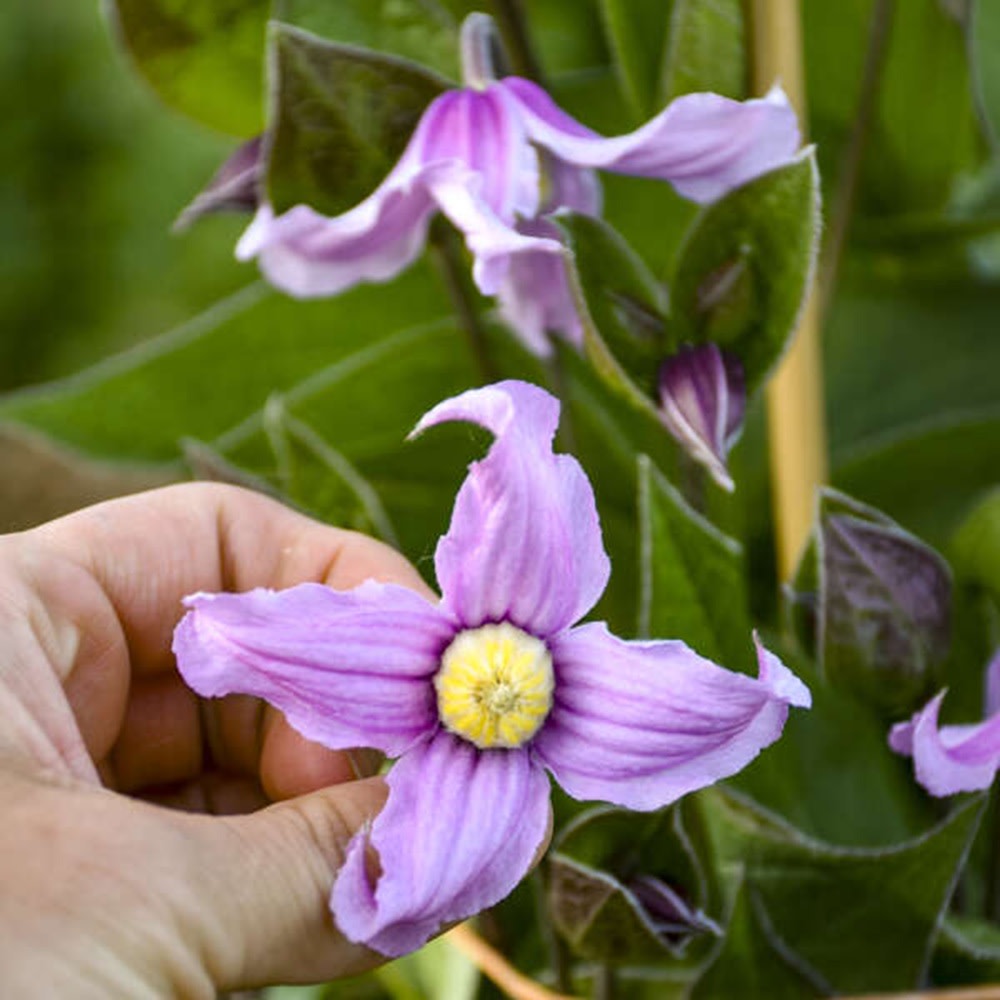 'Stand by Me Pink' Bush Clematis (Clematis hybrid)