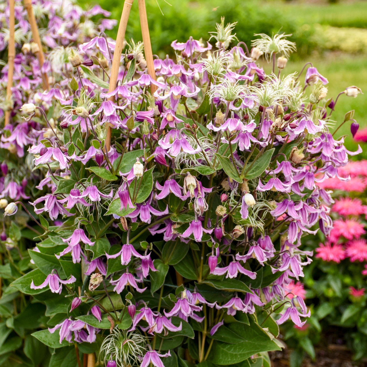 'Stand by Me Pink' Bush Clematis (Clematis hybrid)