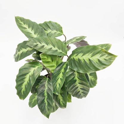 Color Full Thoreau Calathea leaves on a white background.