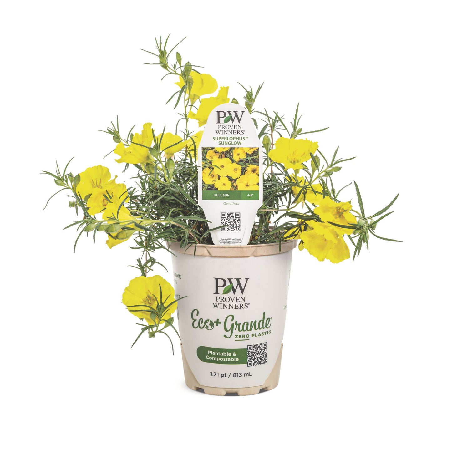 Superlophus™ Sunglow Texas Primrose (Oenothera hybrid)