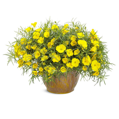 Superlophus™ Sunglow Texas Primrose (Oenothera hybrid)