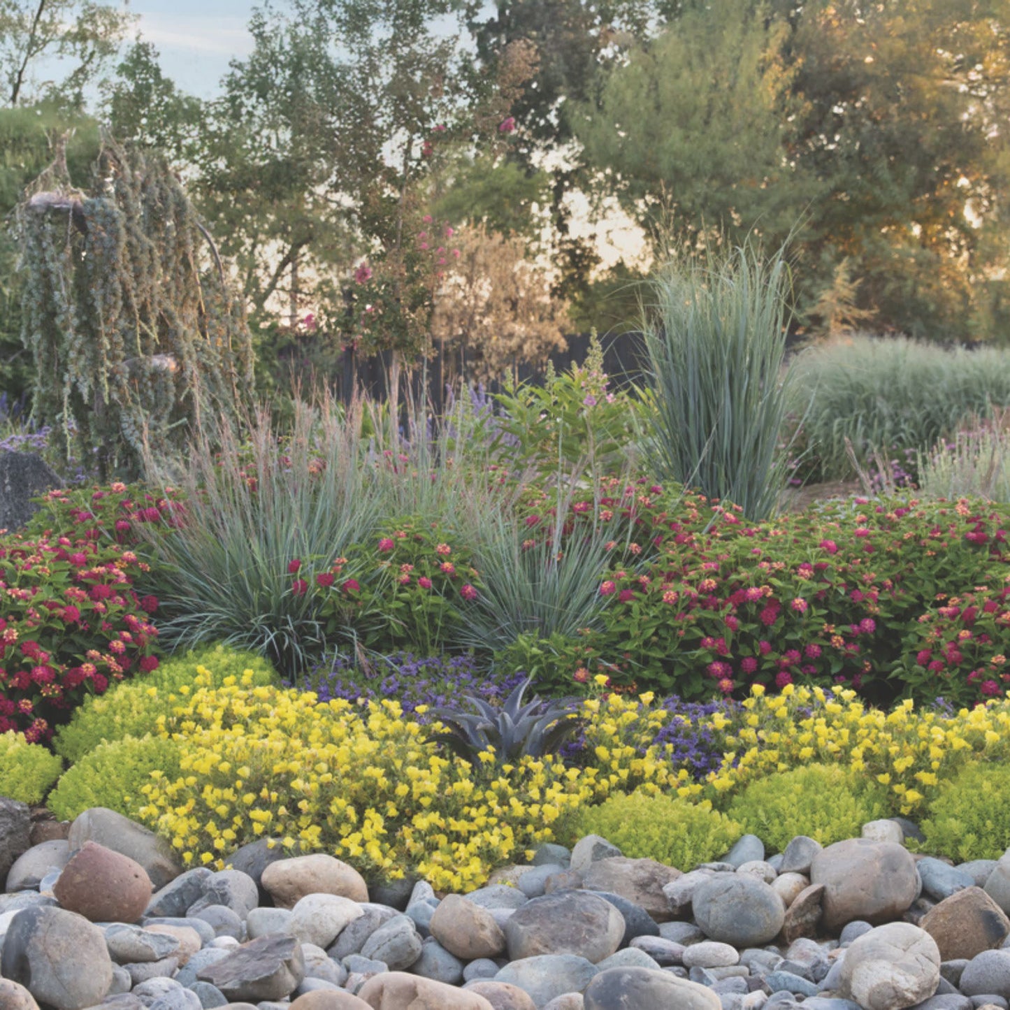 Superlophus™ Sunglow Texas Primrose (Oenothera hybrid)
