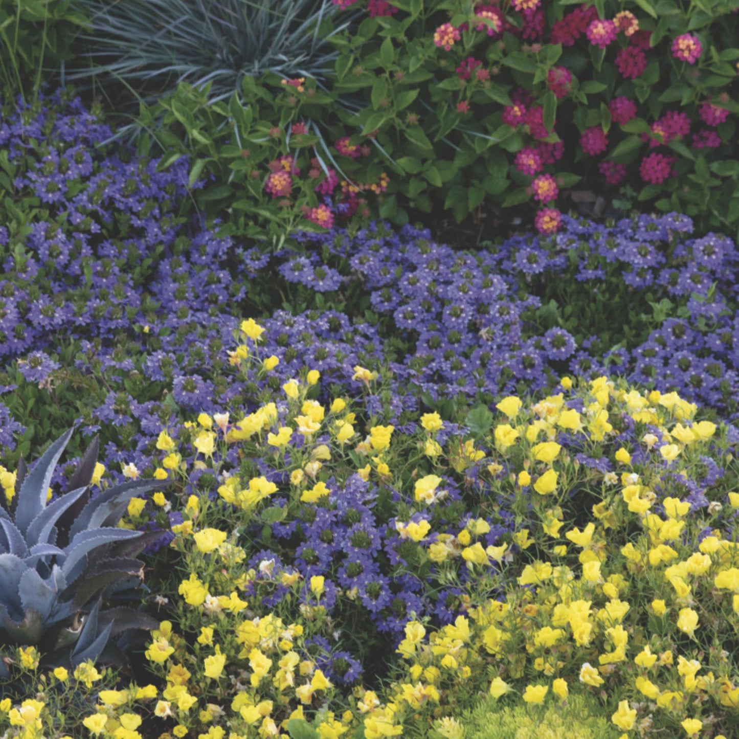 Superlophus™ Sunglow Texas Primrose (Oenothera hybrid)
