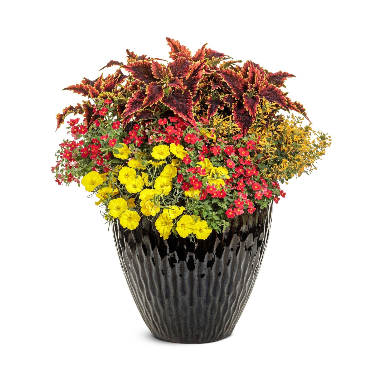 Superlophus™ Sunglow Texas Primrose (Oenothera hybrid)