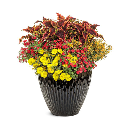 Superlophus™ Sunglow Texas Primrose (Oenothera hybrid)