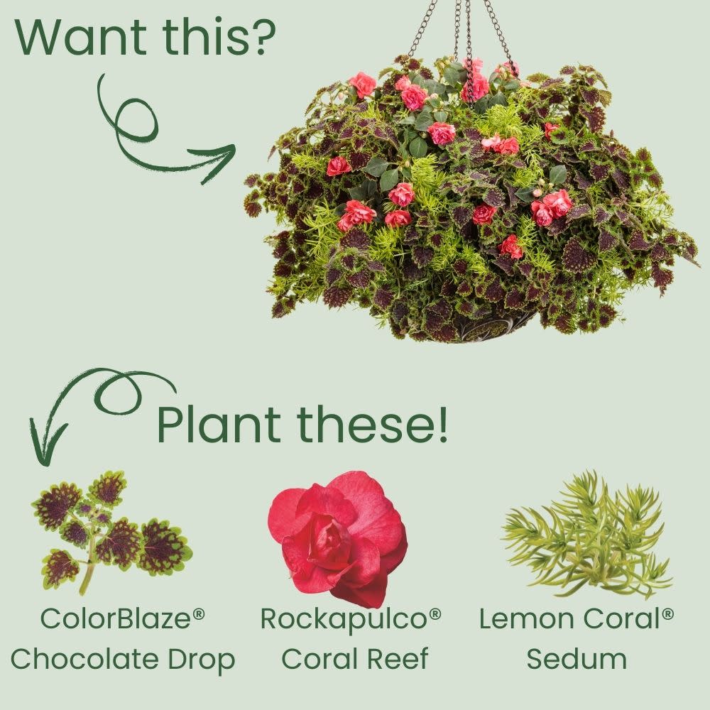 ColorBlaze® Chocolate Drop Coleus (scutellarioides)