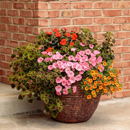 ColorBlaze® Chocolate Drop Coleus (scutellarioides)