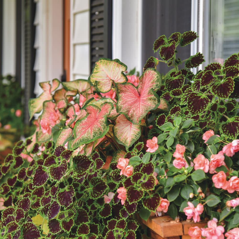 ColorBlaze® Chocolate Drop Coleus (scutellarioides)