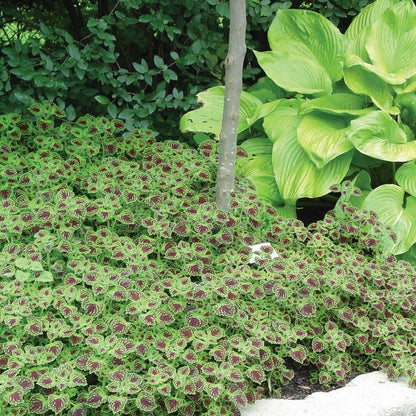 ColorBlaze Chocolate Drop Coleus in use.