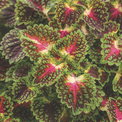 ColorBlaze® Strawberry Drop Coleus (scutellarioides)