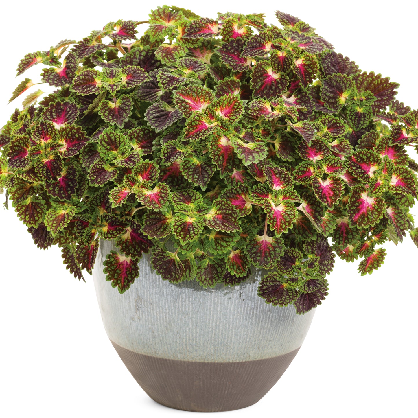 ColorBlaze® Strawberry Drop Coleus (scutellarioides)