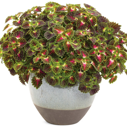 ColorBlaze® Strawberry Drop Coleus (scutellarioides)