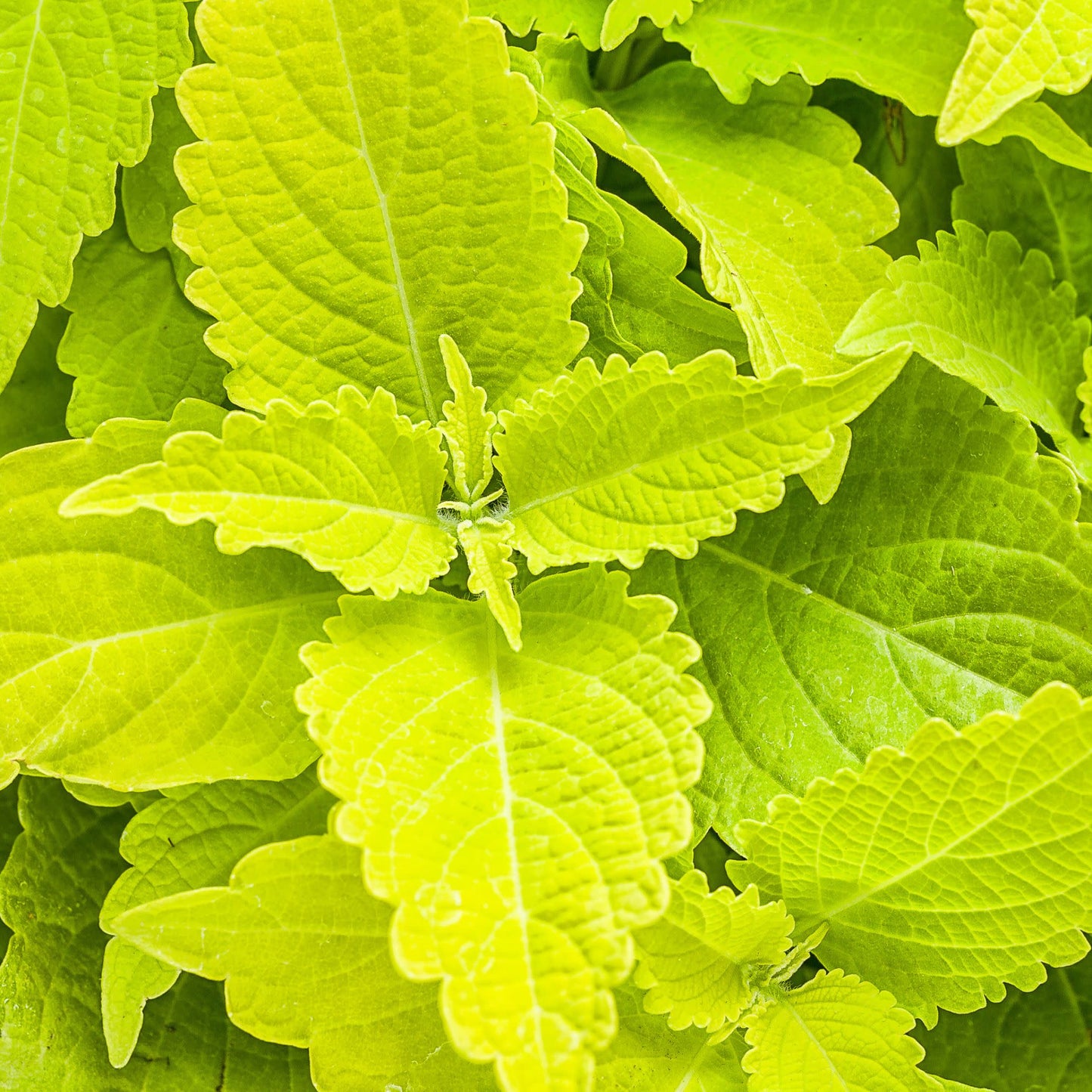 ColorBlaze® Lime Time® Coleus (scutellarioides)