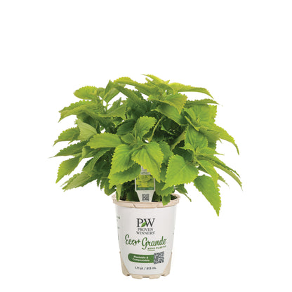 ColorBlaze® Lime Time® Coleus (scutellarioides)