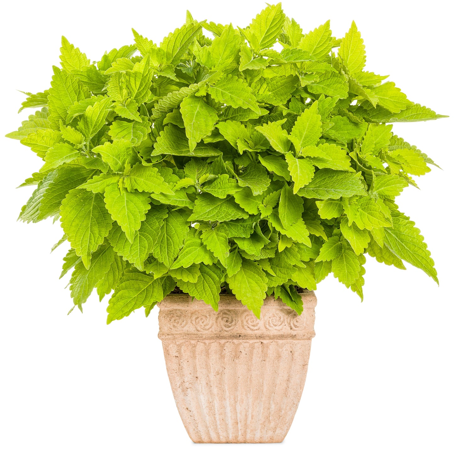 Limited Edition Royale | ColorBlaze® Lime Time® Coleus (Coleus scutellarioides)