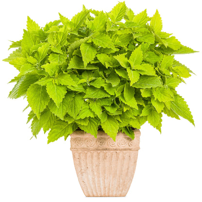 Limited Edition Royale | ColorBlaze® Lime Time® Coleus (Coleus scutellarioides)