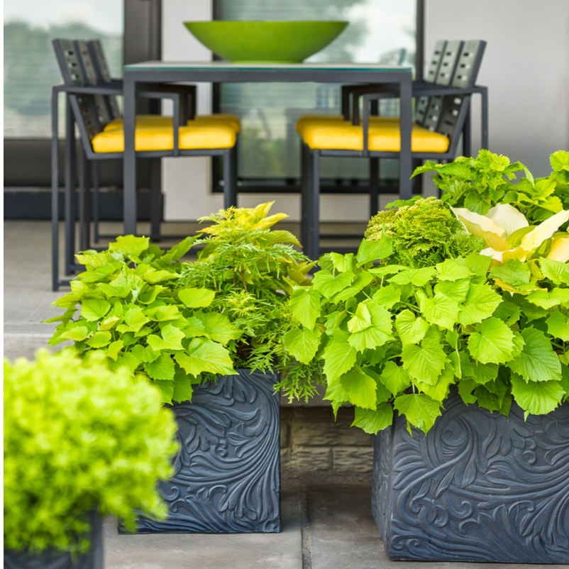 ColorBlaze Lime Time Coleus in use.