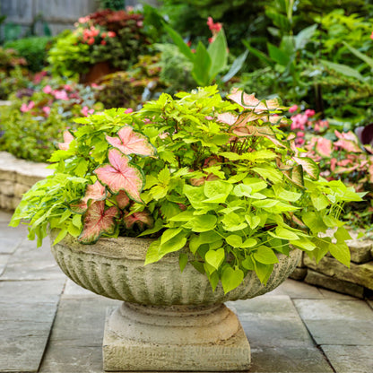 Limited Edition Royale™ | ColorBlaze® Lime Time® Coleus (scutellarioides)