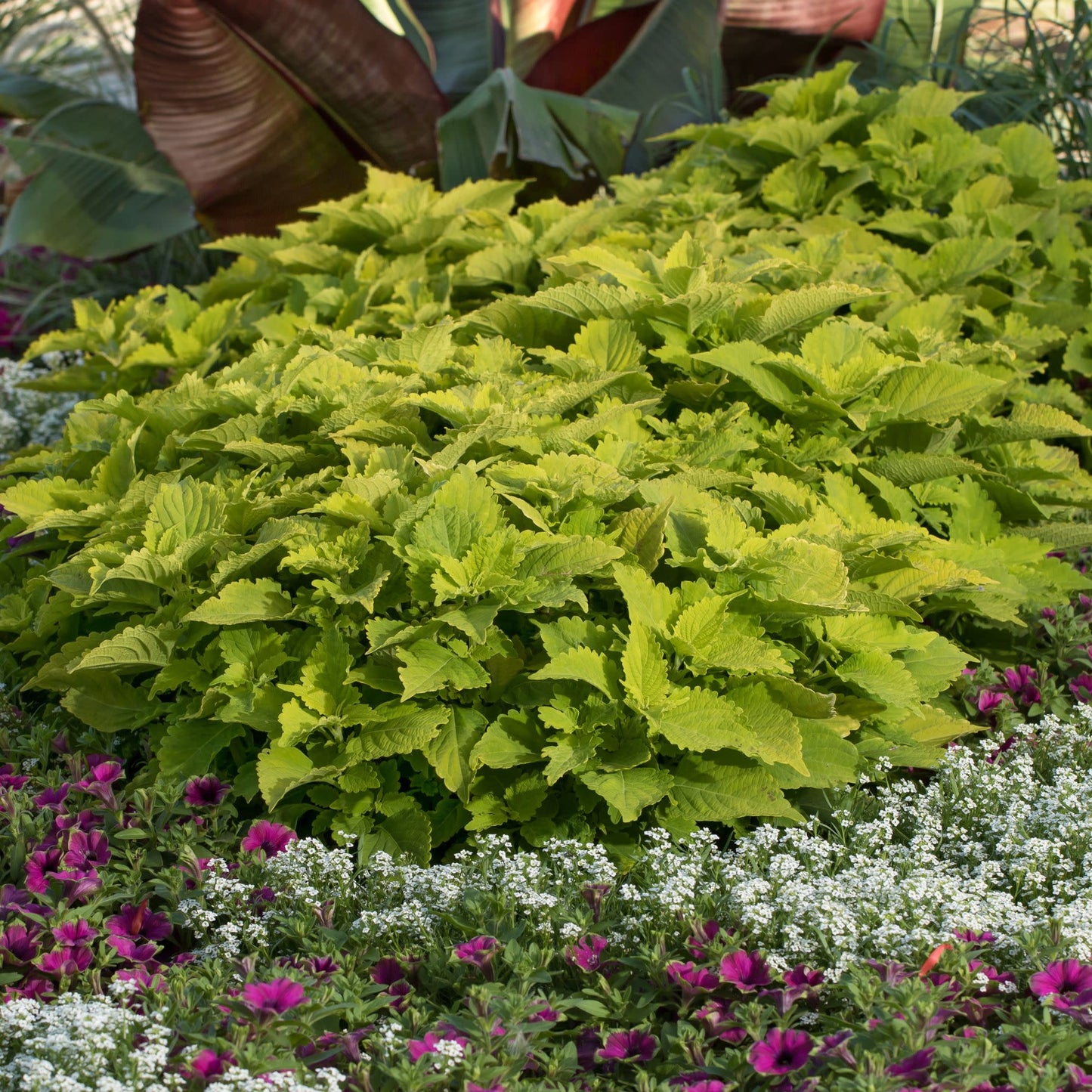Limited Edition Royale™ | ColorBlaze® Lime Time® Coleus (scutellarioides)