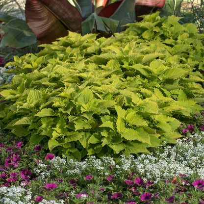 Limited Edition Royale™ | ColorBlaze® Lime Time® Coleus (scutellarioides)